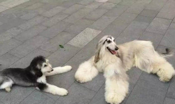 米格魯獵犬怎么訓練才聽話