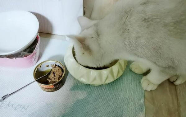 貓吃雞胸肉的好處