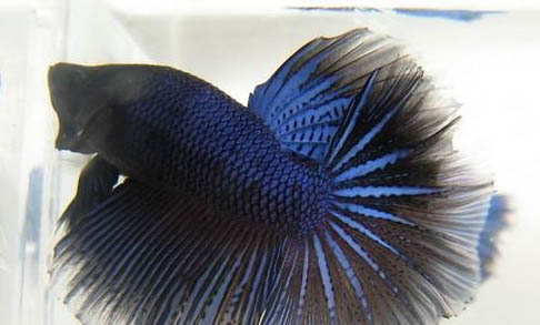 冬天停電熱帶魚怎么辦