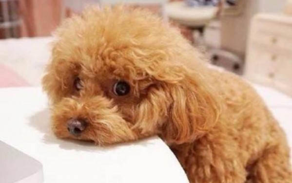 狗狗咳嗽應該怎么辦？