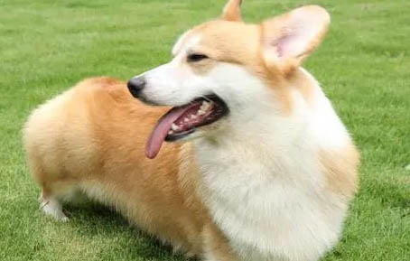 用什么可以去除狗狗的尿味