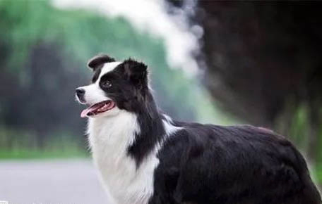 邊境牧羊犬多少錢