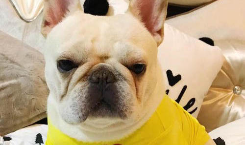 英國斗牛犬嘔吐白沫的原因及處理方法
