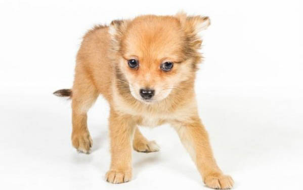 幼犬細小初期有哪些癥狀