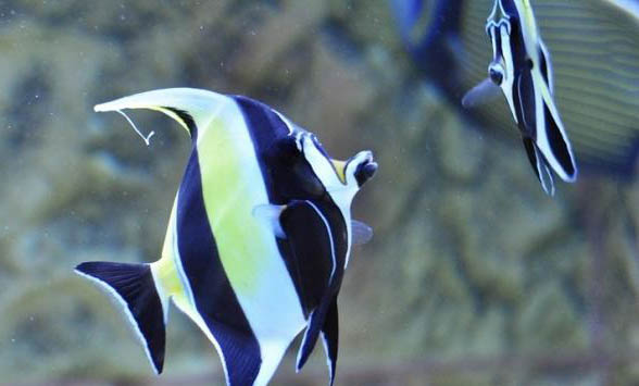 不打氧不換水耐活的魚