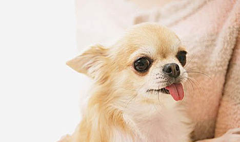 吉娃娃犬喂養指南