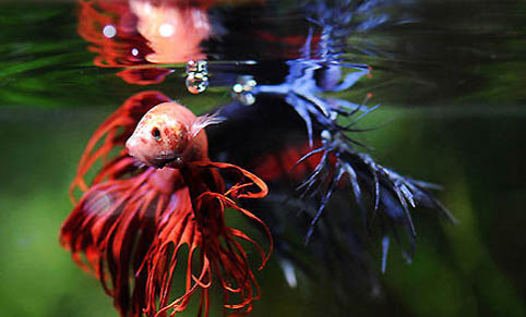 釣魚需要打窩嗎