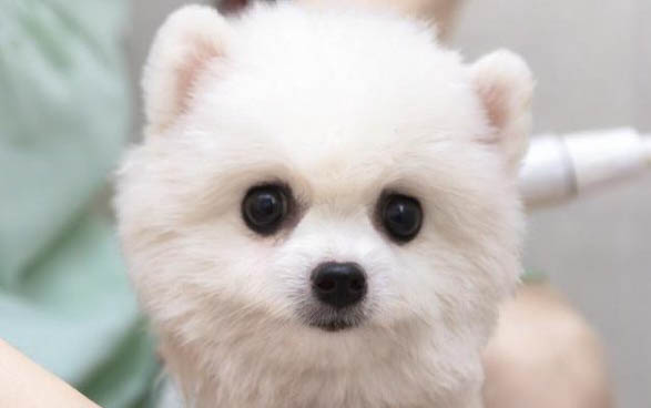 狗狗打完疫苗后幾天可以洗澡?