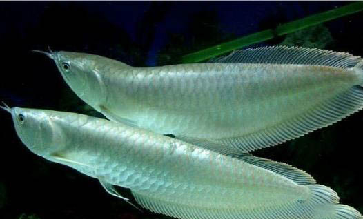銀龍魚的飼養(yǎng)方法?