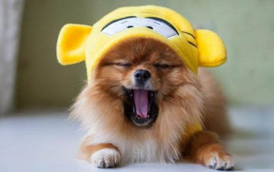 怎么判斷博美犬得了什么病