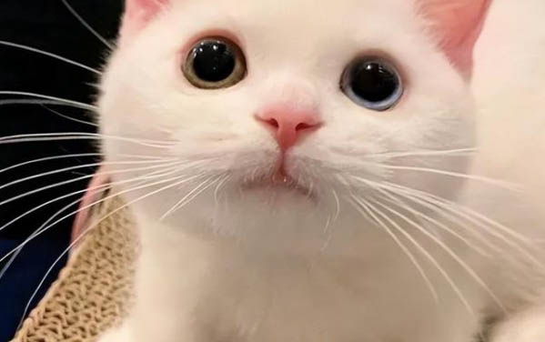 剛養(yǎng)的小貓晚上一直叫怎么辦