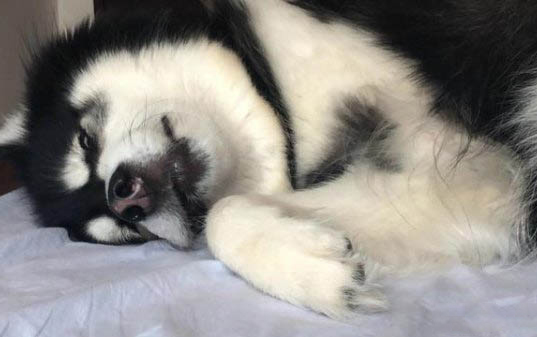 狗狗可以吃核桃不