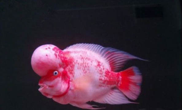 怎么樣才能養好羅漢魚呢
