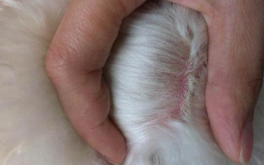 狗狗得了副流感不吃飯?jiān)趺崔k
