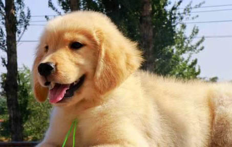 犬用益生菌哪個牌子好