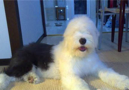 冰島牧羊犬眼睛炎癥鼓包