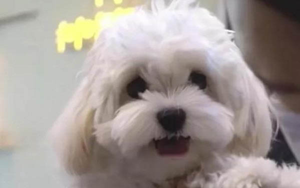 狗狗舔人不單單是喜歡你,還有可能是你身上又臟又臭?