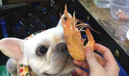 哪些犬不掉毛