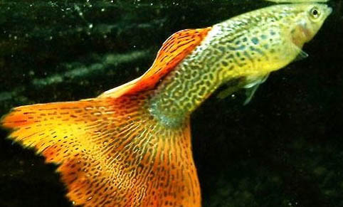 孔雀魚不愛動什么原因
