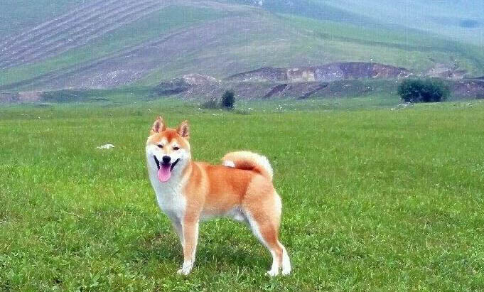 柴犬不可以吃什么藥