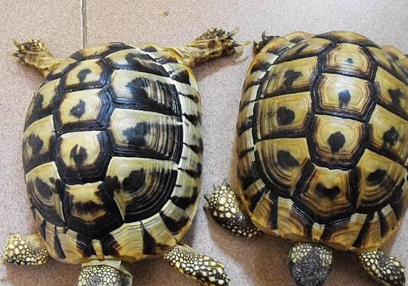 中國陸龜有哪些品種