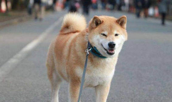 三門峽哪里有賣柴犬
