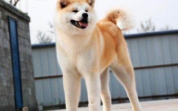 日本秋田犬價格多少錢一只