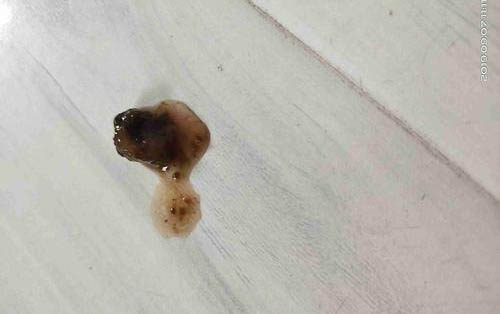 狗狗生病打針打哪個部位