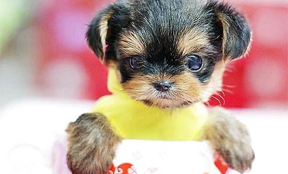 茶杯犬為什么不可以養