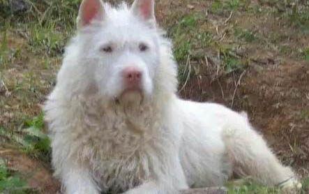 下司犬多少錢一只