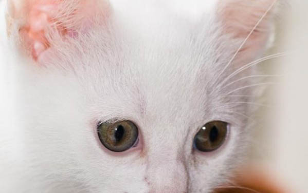 貓咪吐血能自愈嗎?