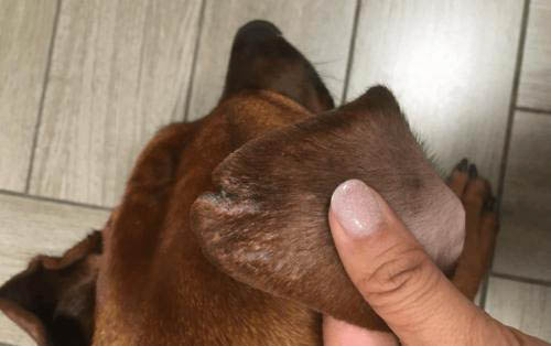 狗狗的常見疾病有哪些呢