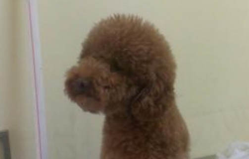 狗犬瘟瘟晚期還能活多久