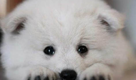 棉花面紗犬哪里有賣