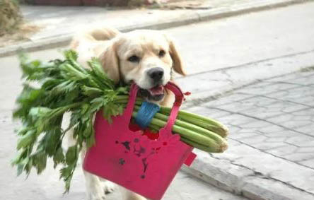狗狗絕育手術(shù)多少錢