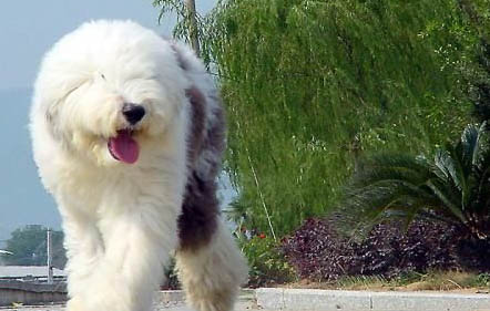 狗狗幾天不吃飯了只喝水什么情況