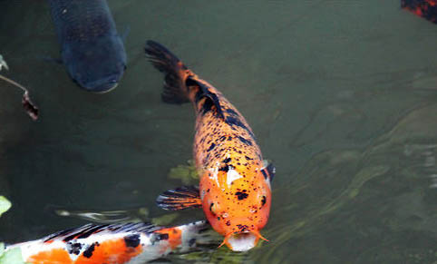 神仙魚多長時間換一次水
