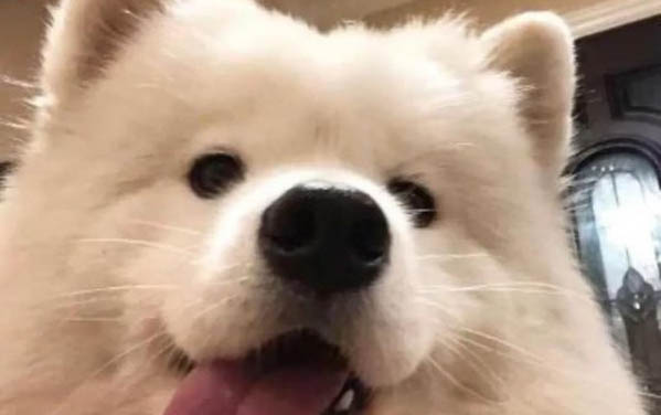 狗狗腦腫瘤的早期癥狀