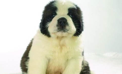 幼犬晚上不睡覺咋辦