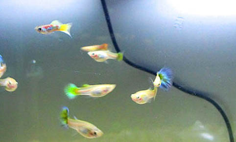 孔雀魚和什么魚適合一起養(yǎng)