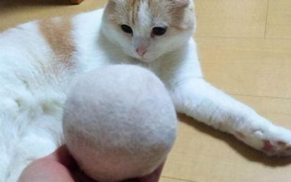 大貓咬住小貓脖子不動怎么回事