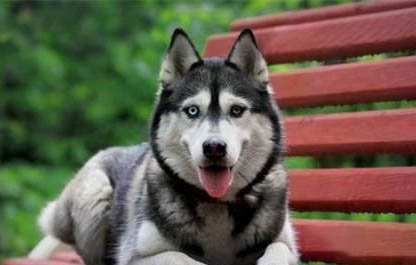 犬瘟抽肚子抽多久
