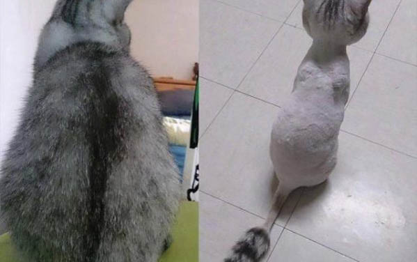 貓咪生完寶寶第二天還有血