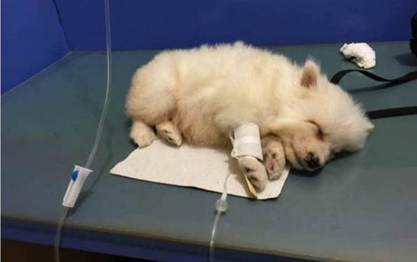 狗狗可以吃水煮蛋嗎