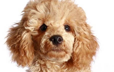 貴賓犬例假多久后能洗澡