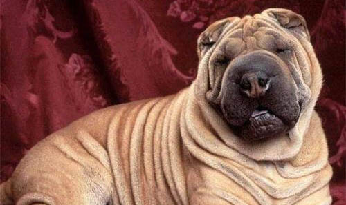 中國沙皮犬口吐白沫是什么原因
