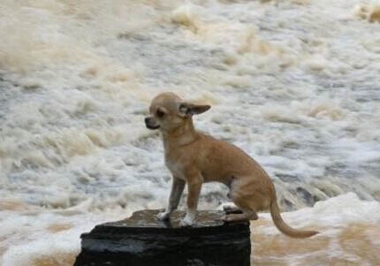 什么原因能造成吉娃娃犬口臭