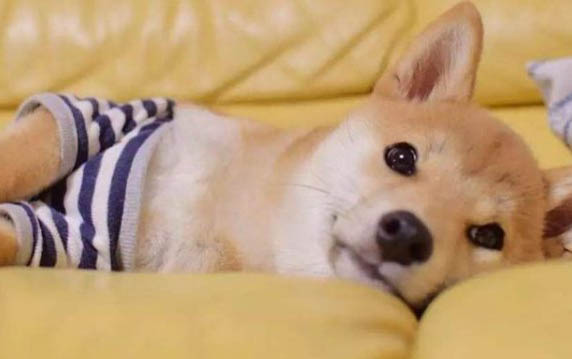 幾個的狗狗容易得細小病毒