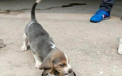 惠比特犬多少個月就定型了