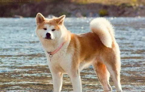 美系秋田犬性格和缺點(diǎn)是什么